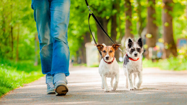 Australia crea ley para sancionar a quien no pasee a su mascota
