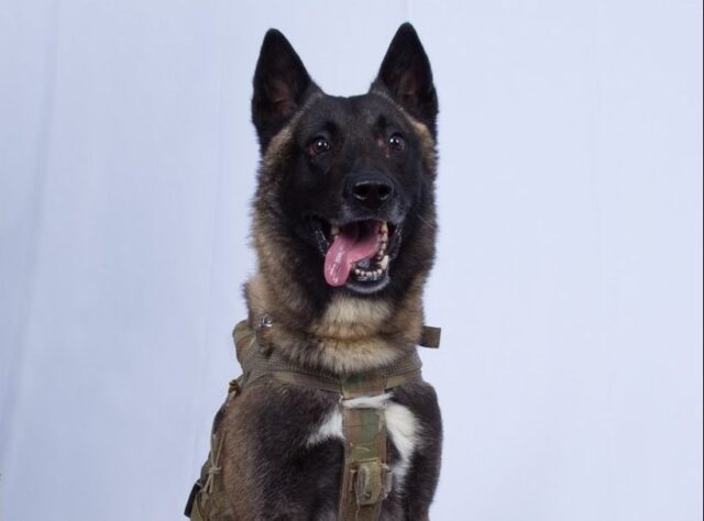 Un perro, el héroe anónimo de la operación contra el líder del Estado Islámico