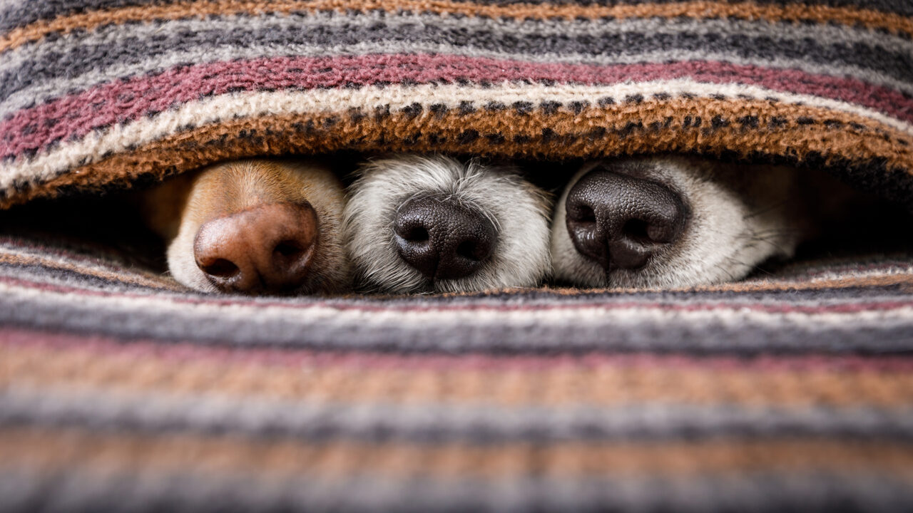 Perros