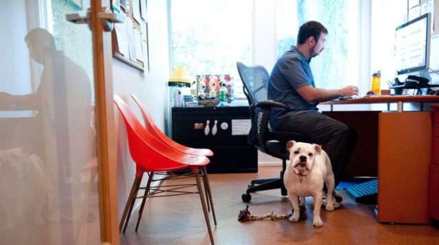 Mascotas en el trabajo aumentan la productividad y disminuyen estrés