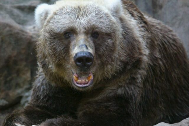 Un oso pardo atacó a su domador en un circo de Rusia
