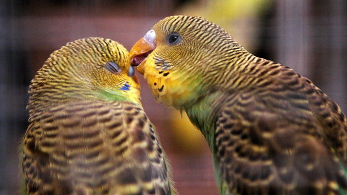 Tráfico de Aves
