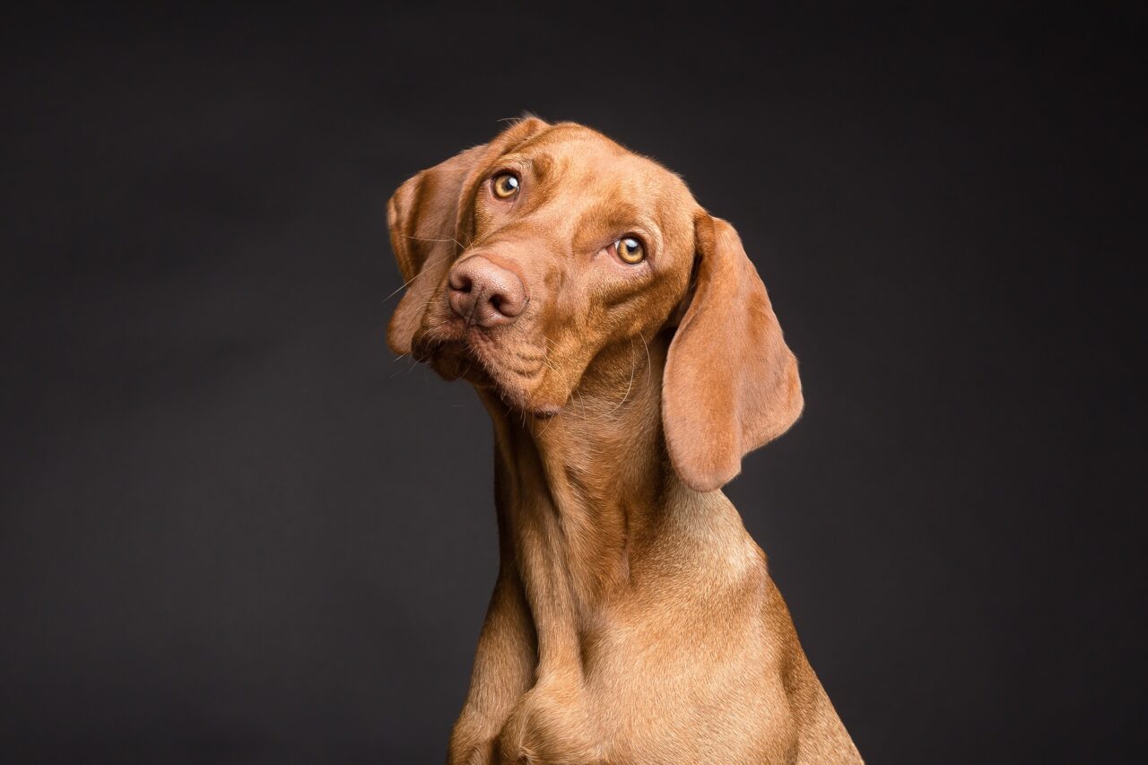 dog-3277416_1920