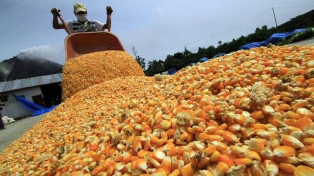 Fedeagro: En Venezuela no hay más de 130.000 hectáreas de maíz