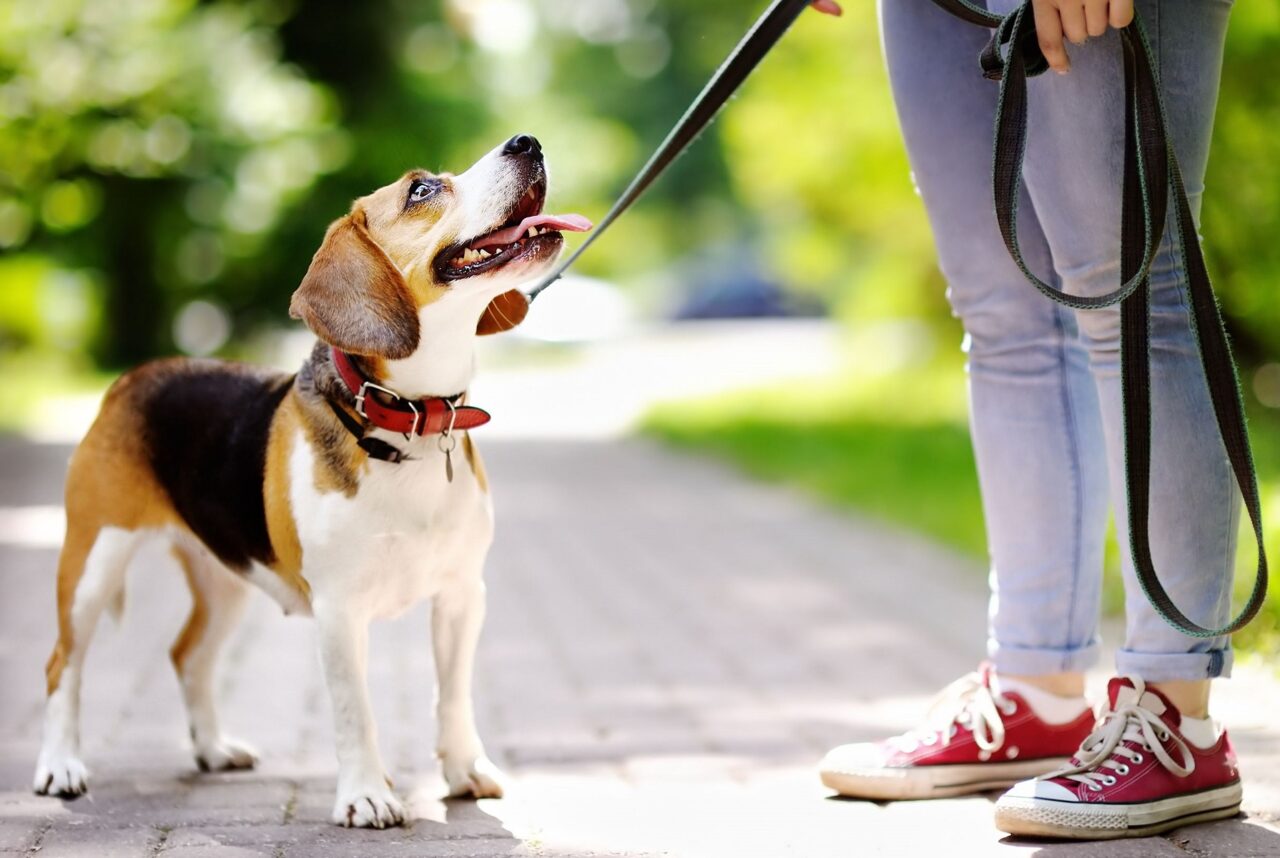 pasear-perro