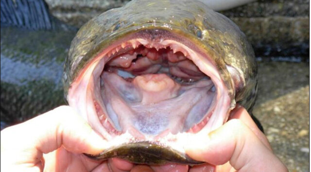 “Si lo encuentras, mátalo y congélalo”: la alerta en Estados Unidos por el voraz pez cabeza de serpiente, que respira fuera del agua