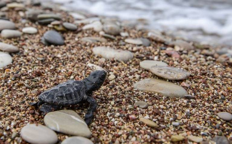 El peligroso viaje de las tortugas de mar nacidas en las costas griegas