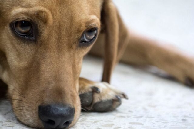 Gritarle a los perros tiene efectos negativos en su salud mental