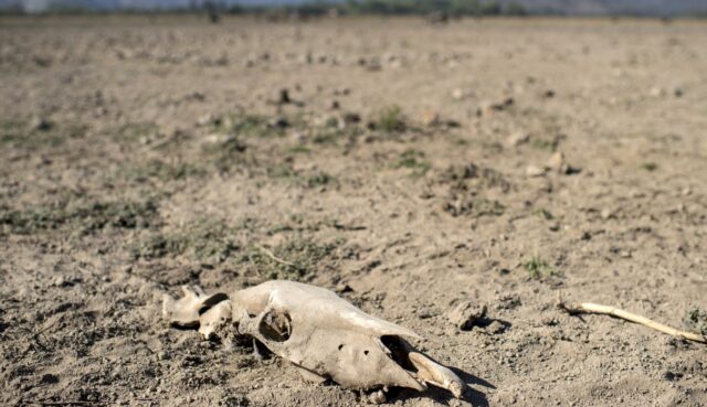 Más de 100.000 animales murieron por la sequía en Chile
