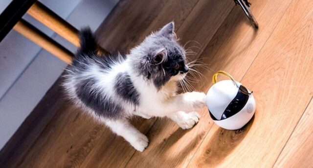 Ebo, el robot mascota creado para entretener a los gatos