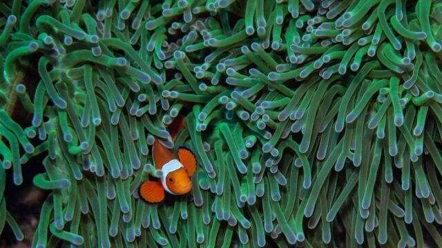 Parece que Nemo tampoco se salvará del cambio climático