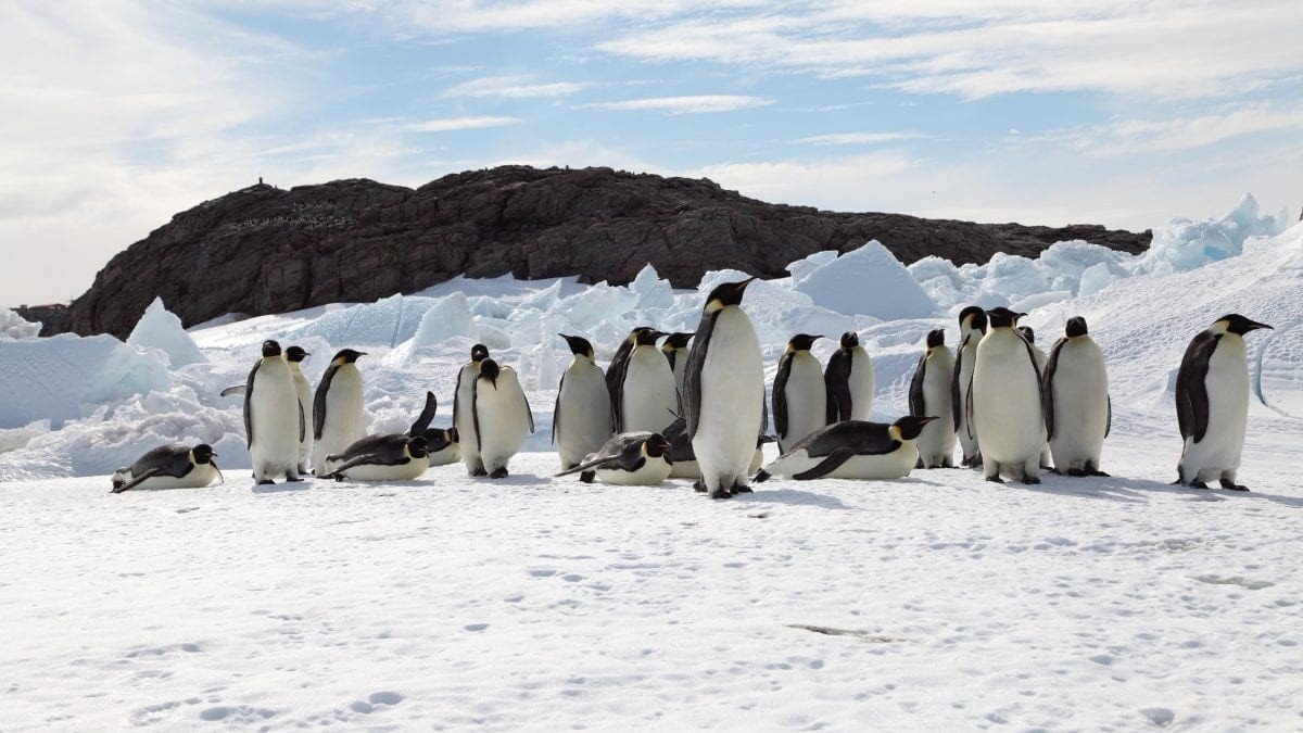 Pinguino Emperador