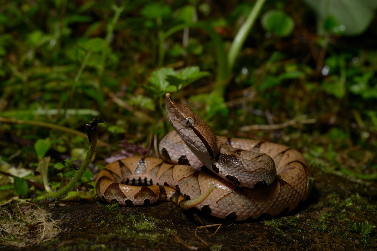 Un hombre se amputó un dedo de la mano tras ser mordido por una serpiente venenosa