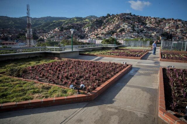 Plantas en el techo de la UCAB, un aula abierta para la ecología