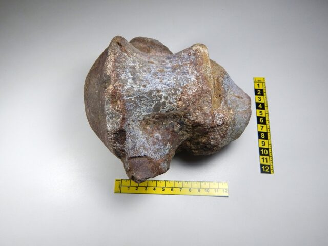 Herbívoro y pequeño: así era el dinosaurio que vivió en Ecuador