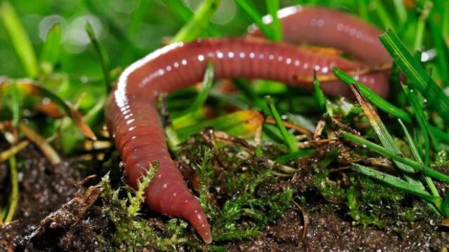 Por qué la lombriz de tierra es uno de los animales más importantes del planeta