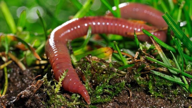 Por qué la lombriz de tierra es uno de los animales más importantes del planeta