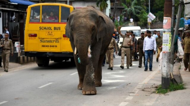 Dos elefantes mueren atropellados por un tren en India