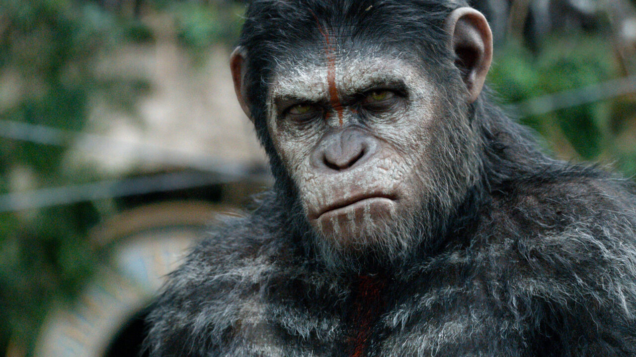 Animales: Zoológicos están vacunando a sus animales contra el covid-19