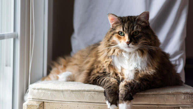 Las mujeres interpretan mejor las emociones de los gatos