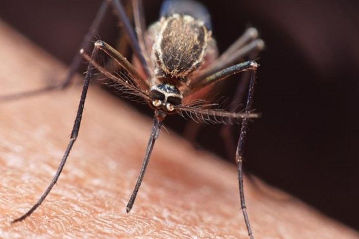 Malaria en Veenzuela