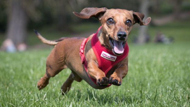 Abrieron la primera sala de cine para perros: así fue la función en Argentina