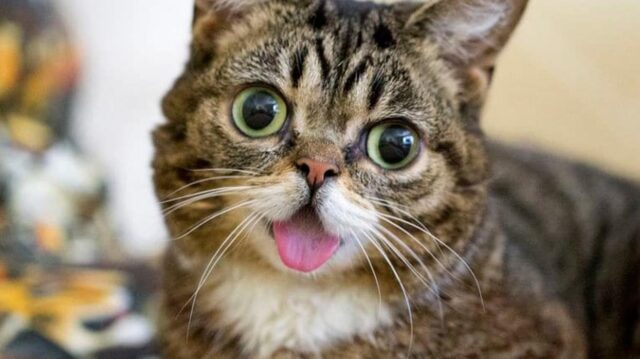 Gatos estrella de Internet, a veces comprometidos y siempre lucrativos