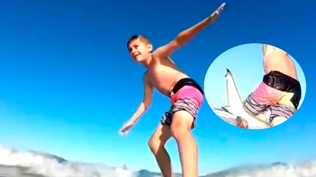 Niño chocó a un tiburón mientras surfeaba en Florida