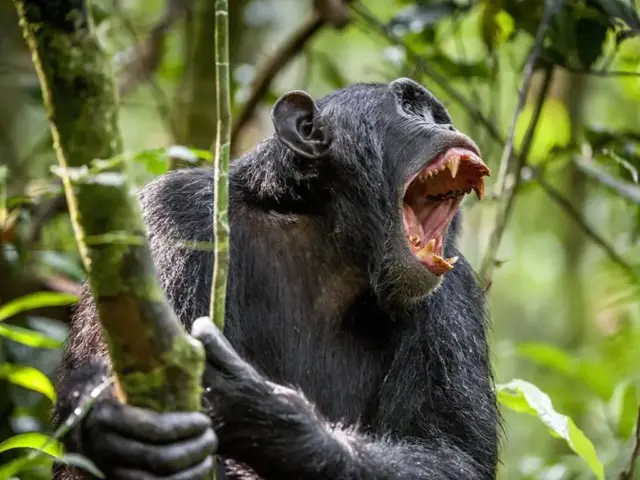 Las chimpancés de Ngogo también pueden tener menopausia