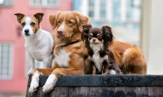 ¿Por qué los perros de raza pequeña viven más tiempo?