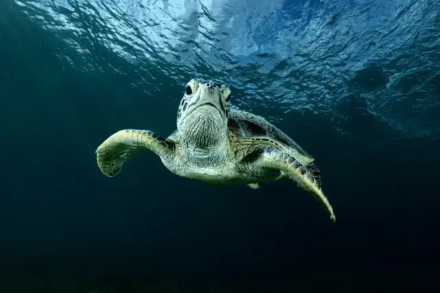Mayor estudio de ADN oceánico vislumbra las infinitas aplicaciones de la vida marina