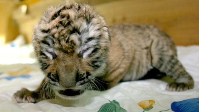 Tres cachorros de la especie de tigre más amenazada del planeta nacieron en China