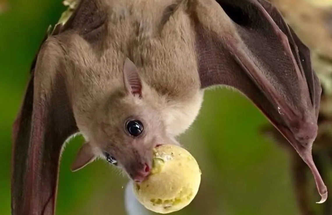 Murcielagos salvajes