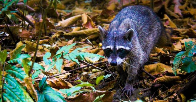Responsable del virus del covid-19 está muy extendido en la vida silvestre