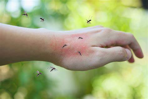 OMS: Los mosquitos son un peligro constante debido a las enfermedades que transmiten