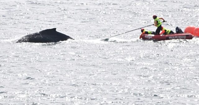 Liberan a una ballena que se quedó atrapada en redes de pesca en Sídney