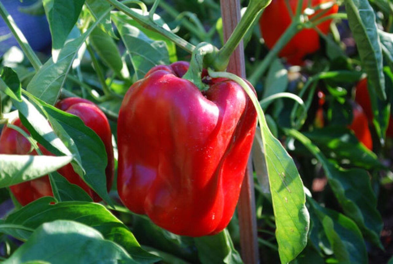pimenton rojo oro gastronomía 1