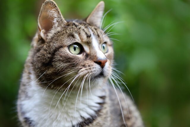El mayor secreto de los gatos: son pésimos cazando ratas