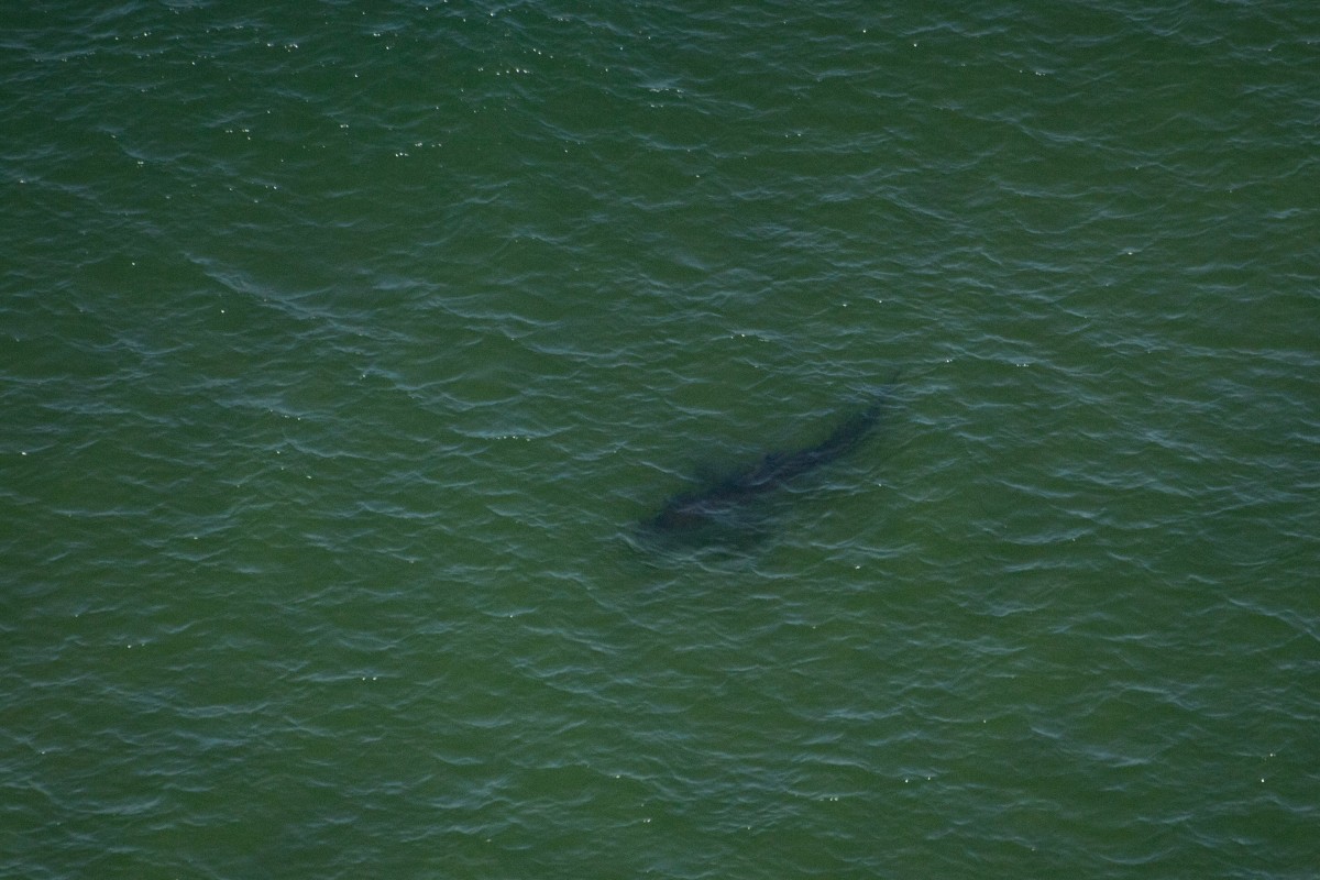 Investigadores: tiburones podrían estar cazándose entre sí