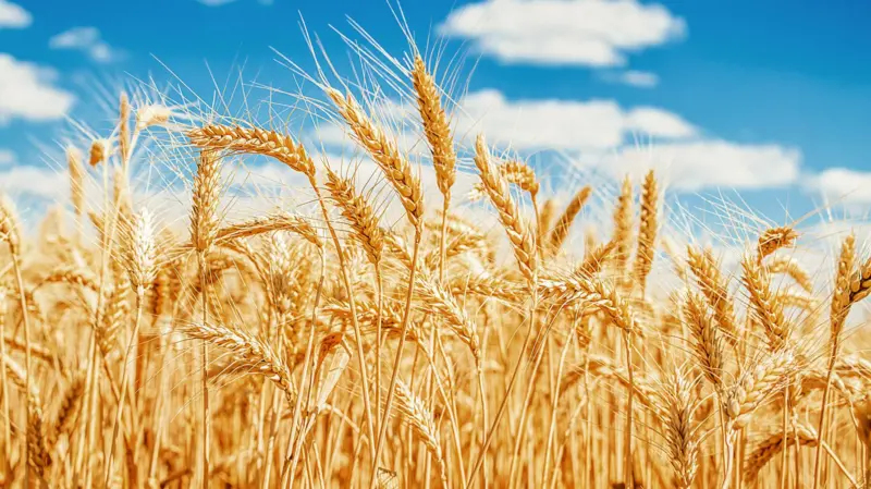 Proteínas Alimentación BBC Mundo