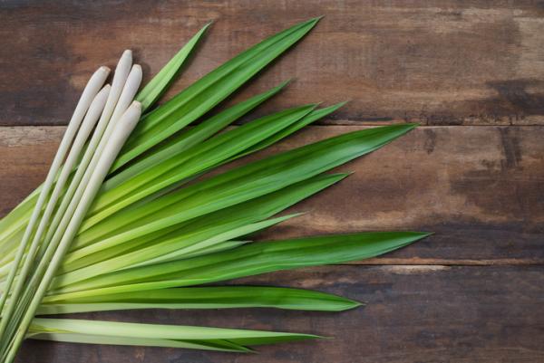 Malojillo contra el cáncer, para perder peso y evitar otras enfermedades