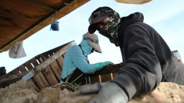El costo del “sueño americano”: los migrantes que mueren debido a las condiciones de trabajo extremas en EE UU