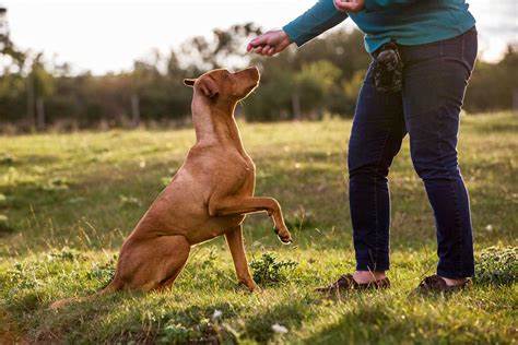 Lo afirma la ciencia: los perros asocian las palabras a objetos durante años