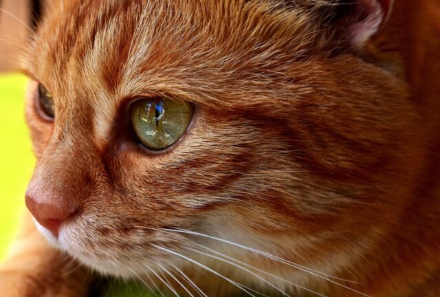 El ciclo de vida de los gatos, lo que debemos conocer