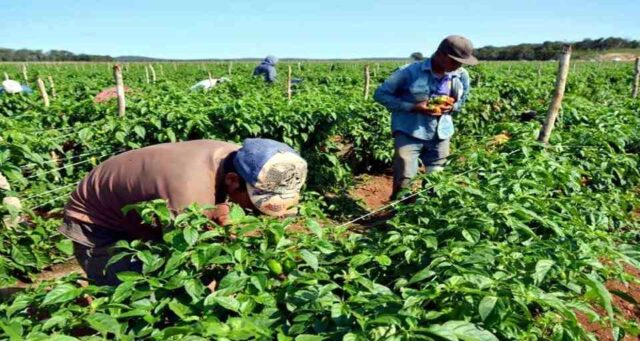 Fedeagro alerta sobre deserción masiva de agricultores