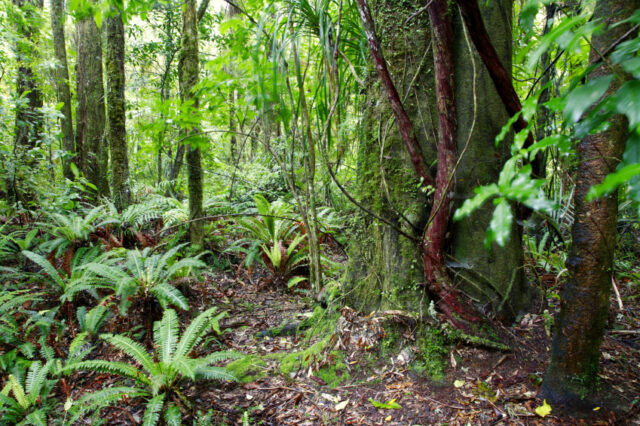 ¿Por qué cambian su temperatura los bosques tropicales?