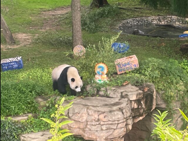 Los pandas garantizan una mejor relación amistosa entre China y Estados Unidos