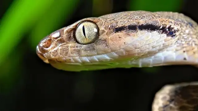 “Devoran todo lo que encuentran”: la isla de EE UU con más de dos millones de serpientes que exterminaron las aves y ahora amenazan el bosque