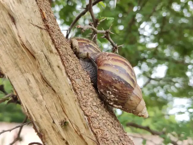 Caracol africano reaparece en Maracaibo tras intensas lluvias