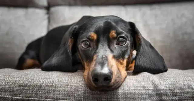 Nestlé diseñó algoritmo que puede calcular la edad y esperanza de vida de los perros